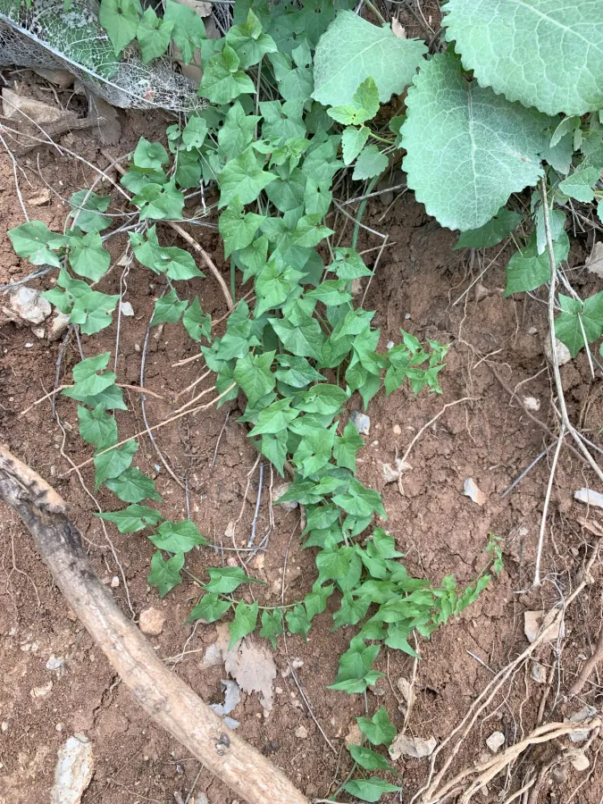 Convolvulus scammonia