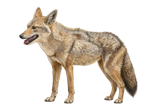 Golden Jackal