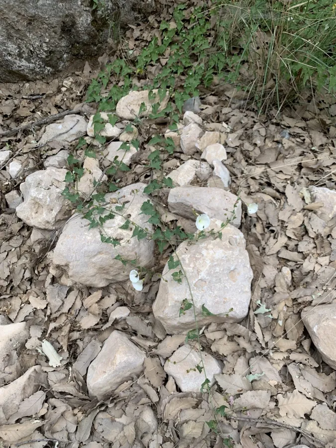 Convolvulus scammonia