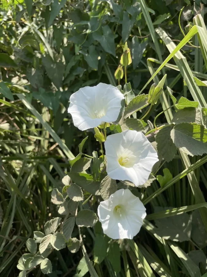 Convolvulus sepium