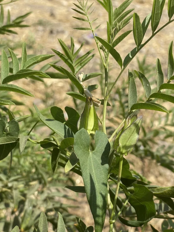 Convolvulus sepium