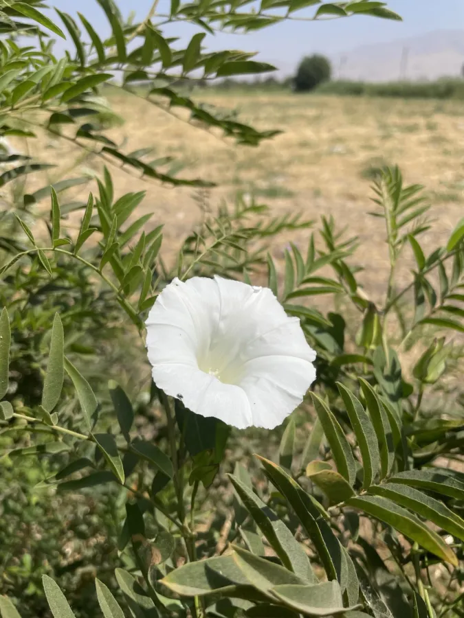 Convolvulus sepium