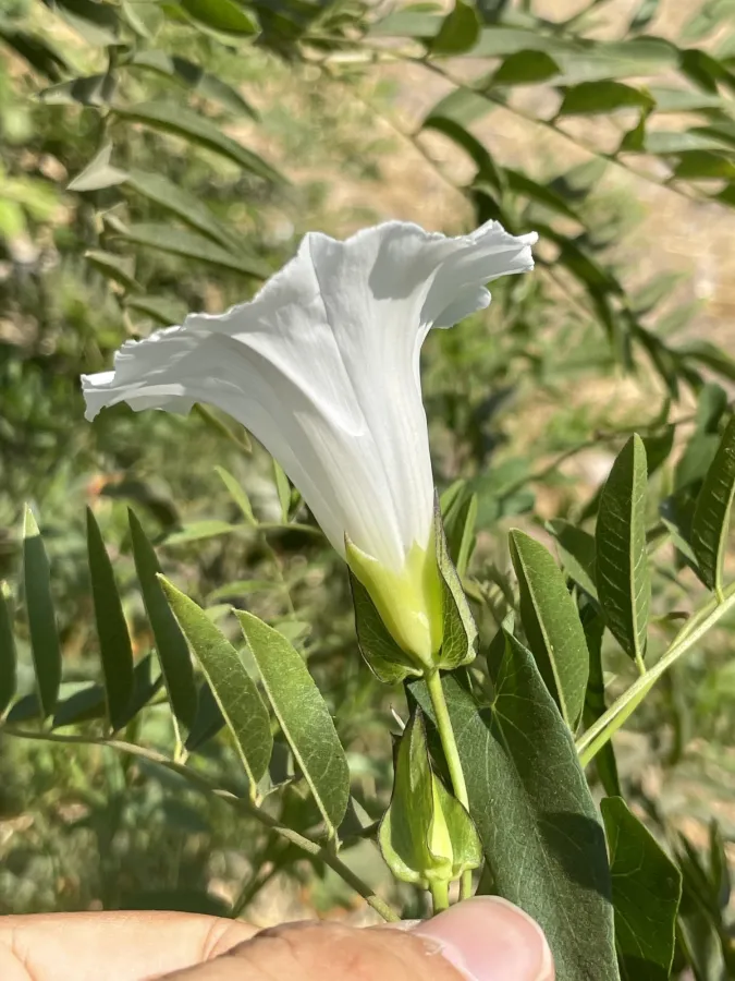 Convolvulus sepium