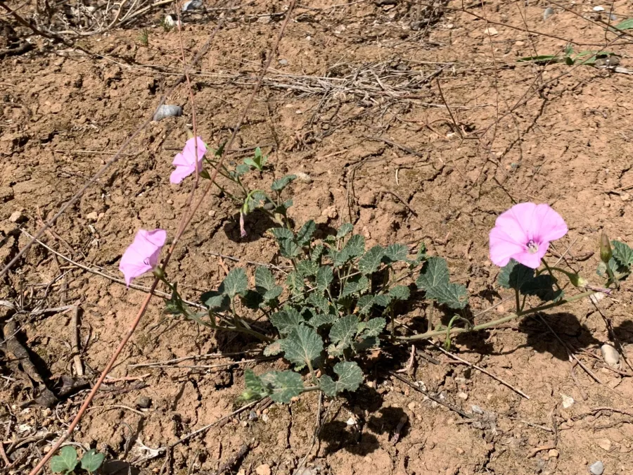 Convolvulus stachydifolius