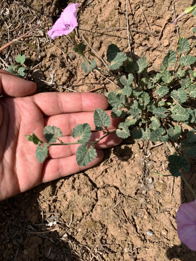 Convolvulus stachydifolius