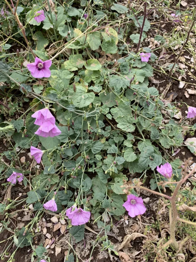Convolvulus stachydifolius