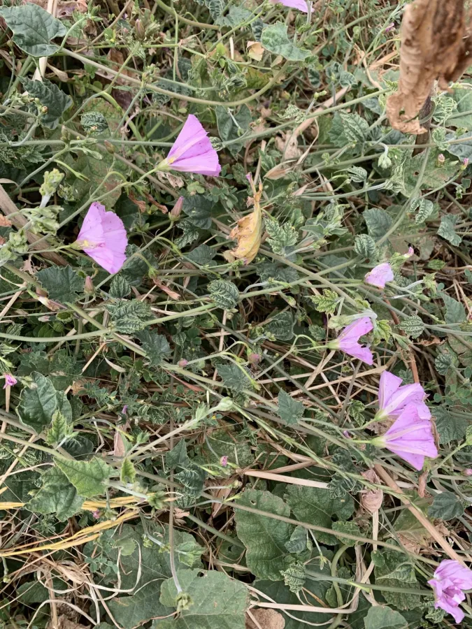 Convolvulus stachydifolius