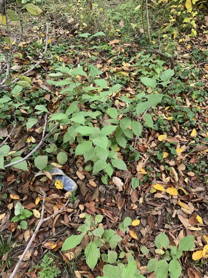 Cornus sanguinea