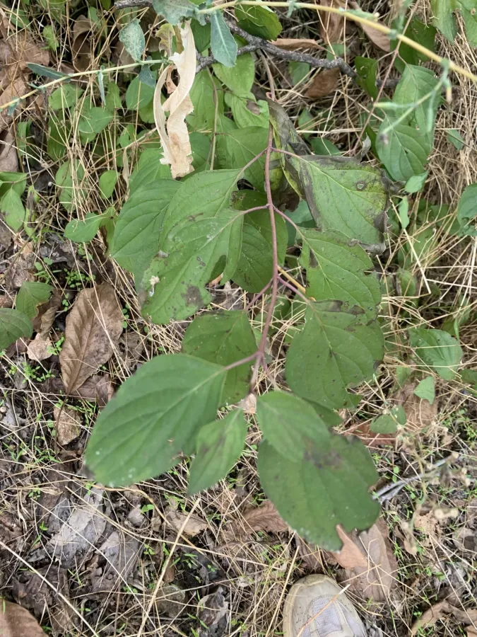 Cornus sanguinea