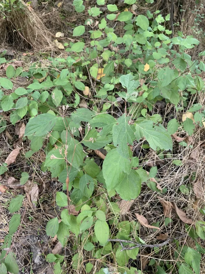 Cornus sanguinea