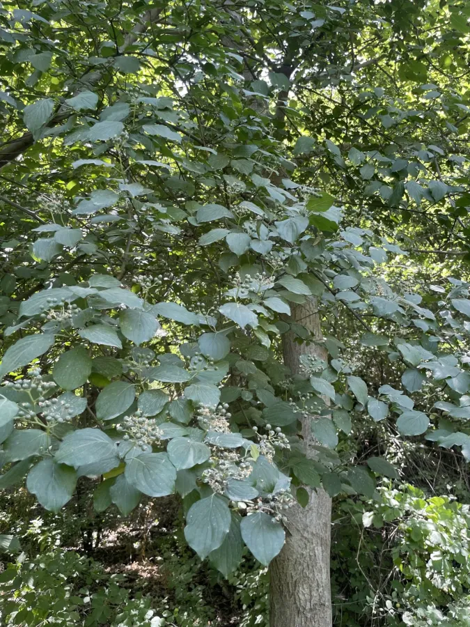 Cornus sanguinea