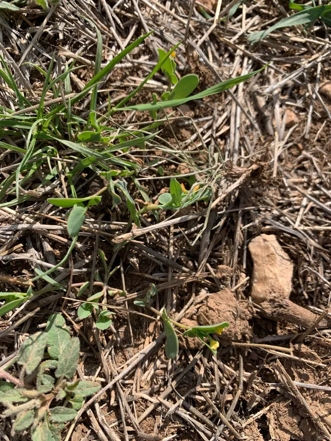 Coronilla scorpioides