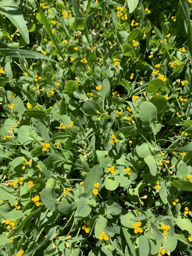 Coronilla scorpioides