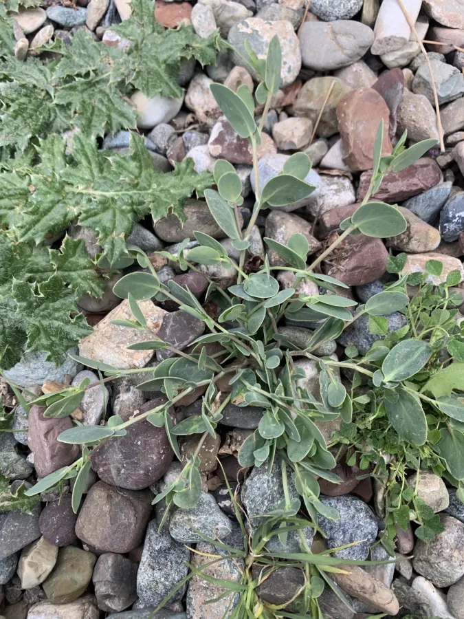 Coronilla scorpioides