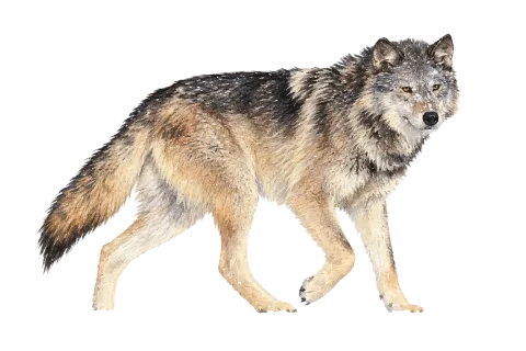 Gray Wolf