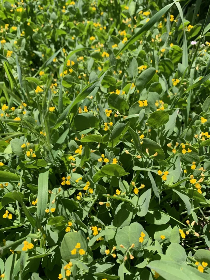 Coronilla scorpioides
