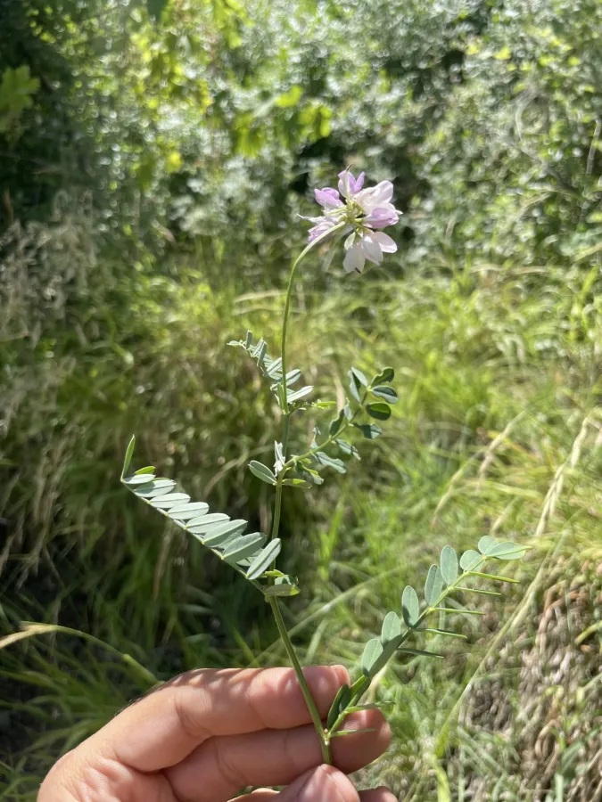 Coronilla varia