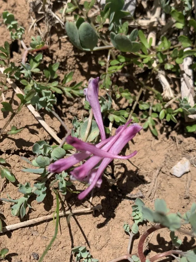Corydalis erdelii