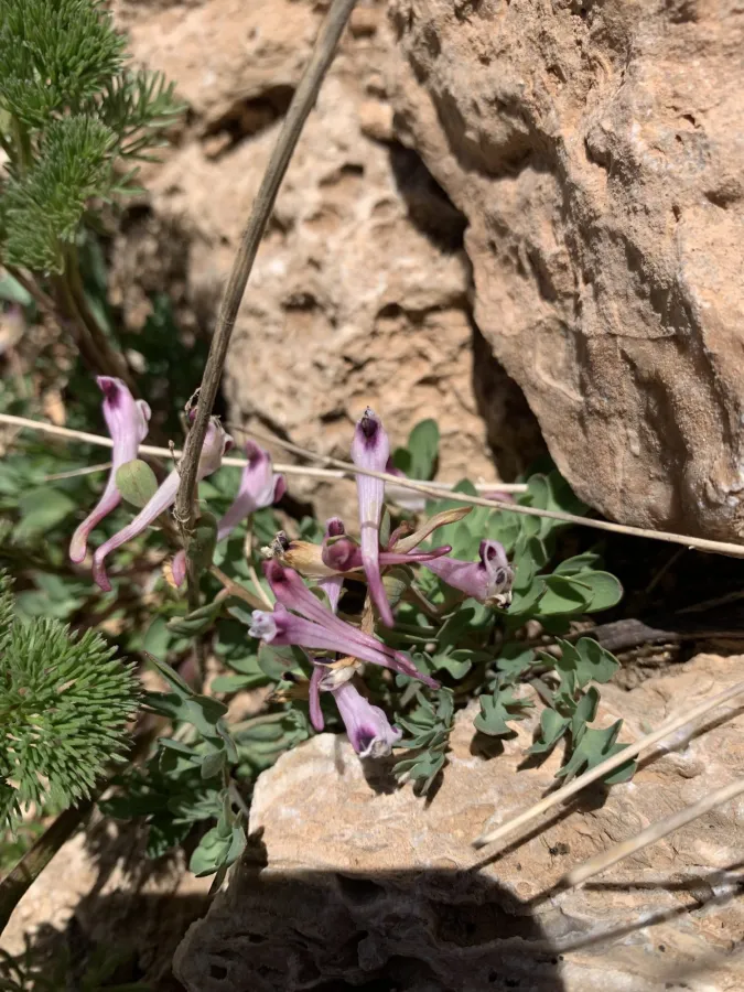 Corydalis erdelii
