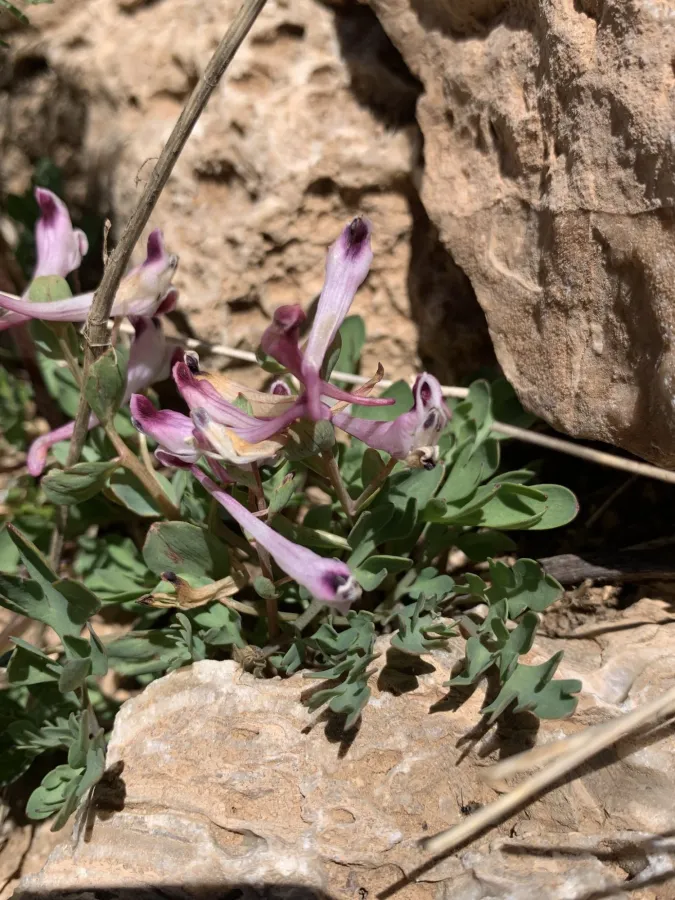 Corydalis erdelii