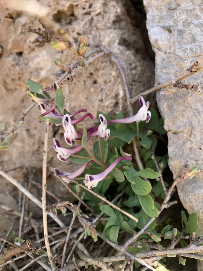 Corydalis erdelii