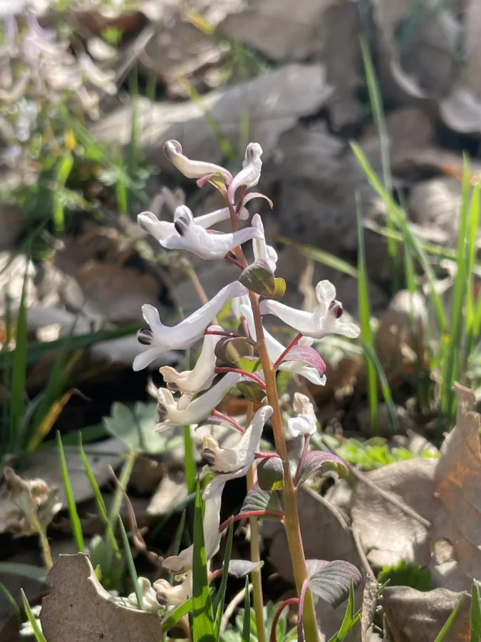 Corydalis haussknechtii