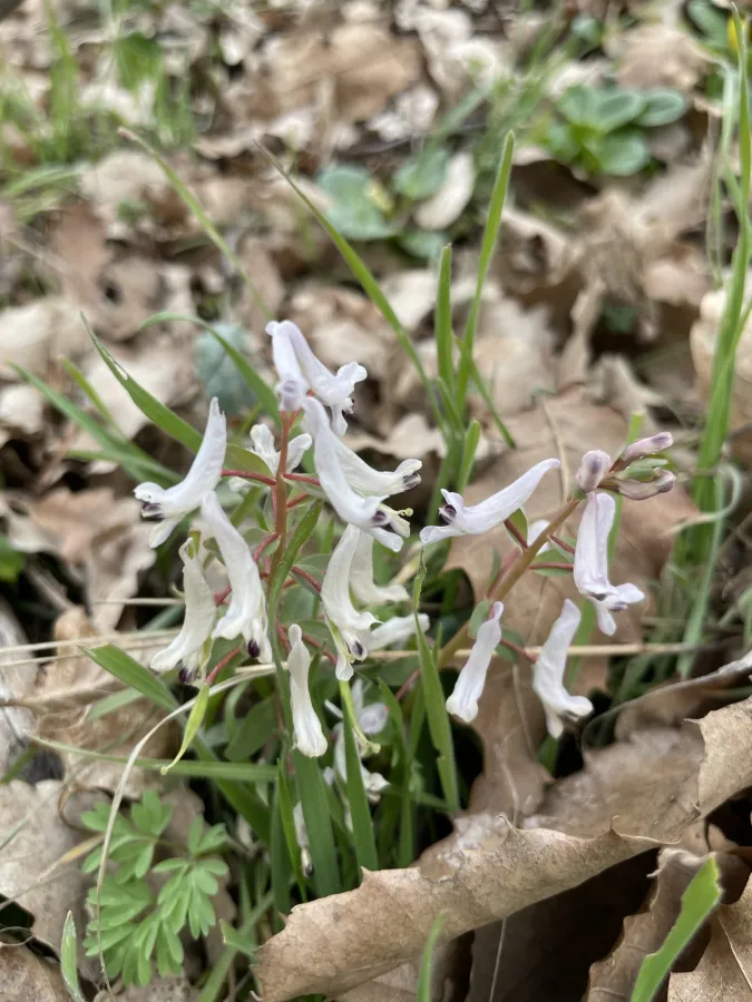 Corydalis haussknechtii