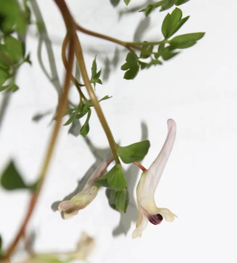 Corydalis haussknechtii