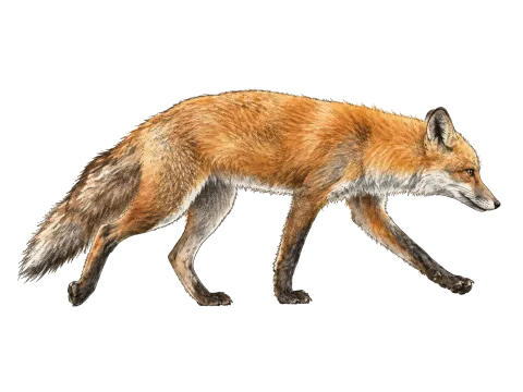 Red Fox