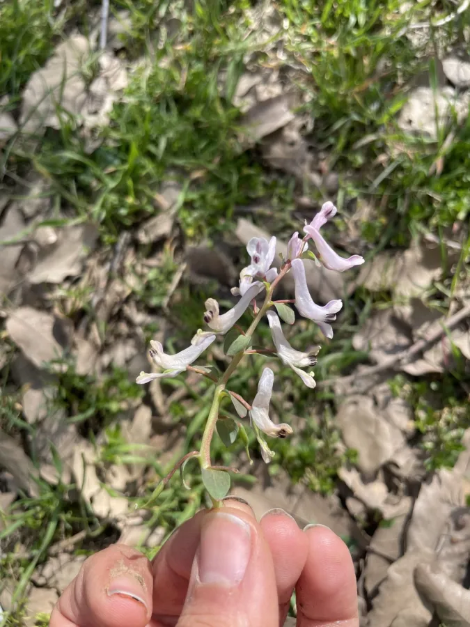 Corydalis haussknechtii