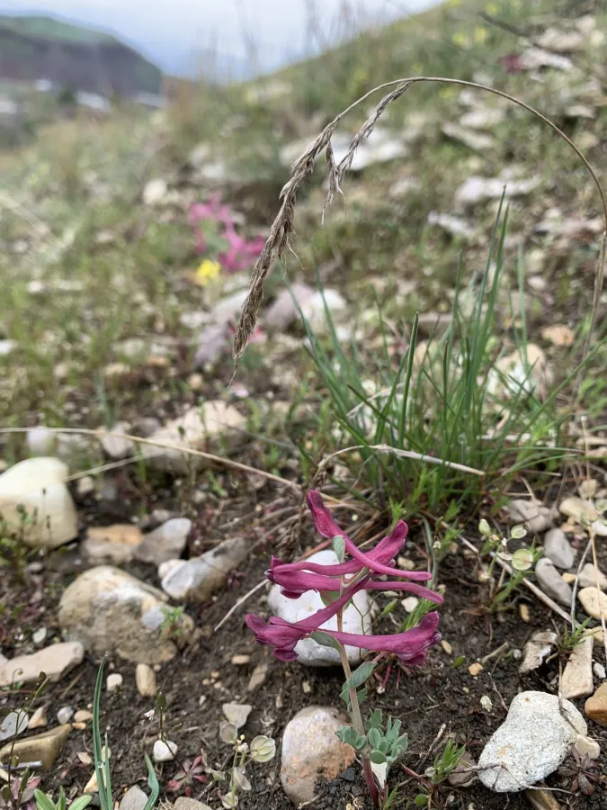 Corydalis oppositifolia