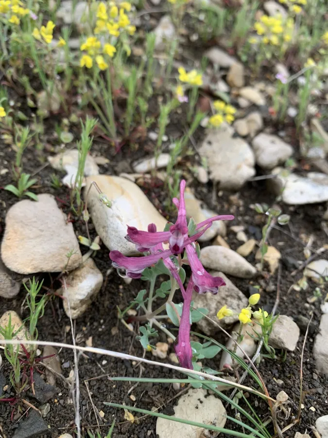 Corydalis oppositifolia
