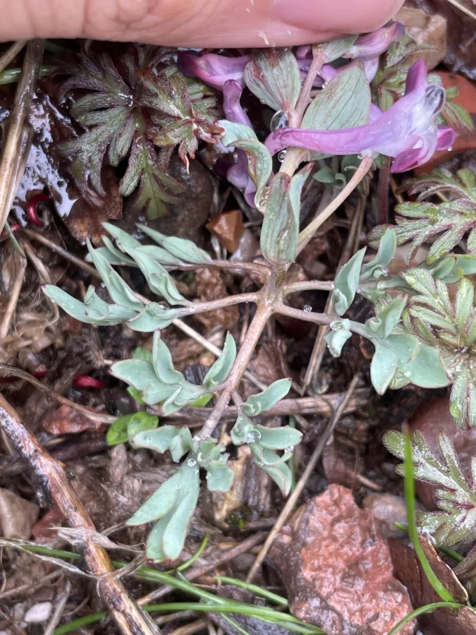 Corydalis oppositifolia