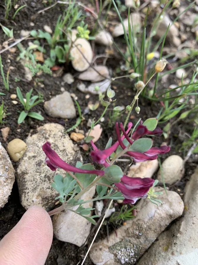 Corydalis oppositifolia