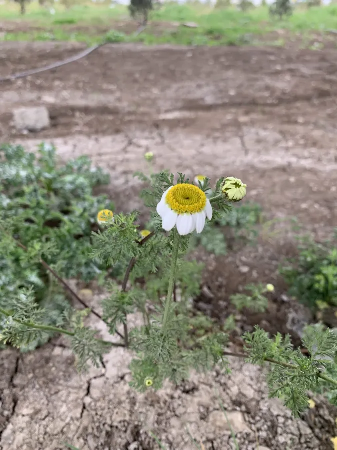 Cota altissima