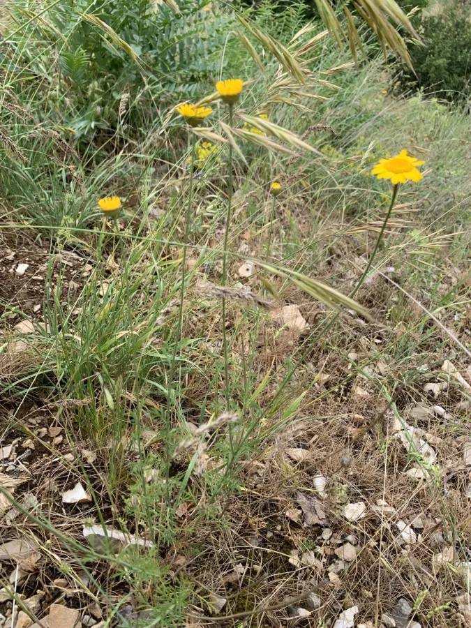 Cota tinctoria