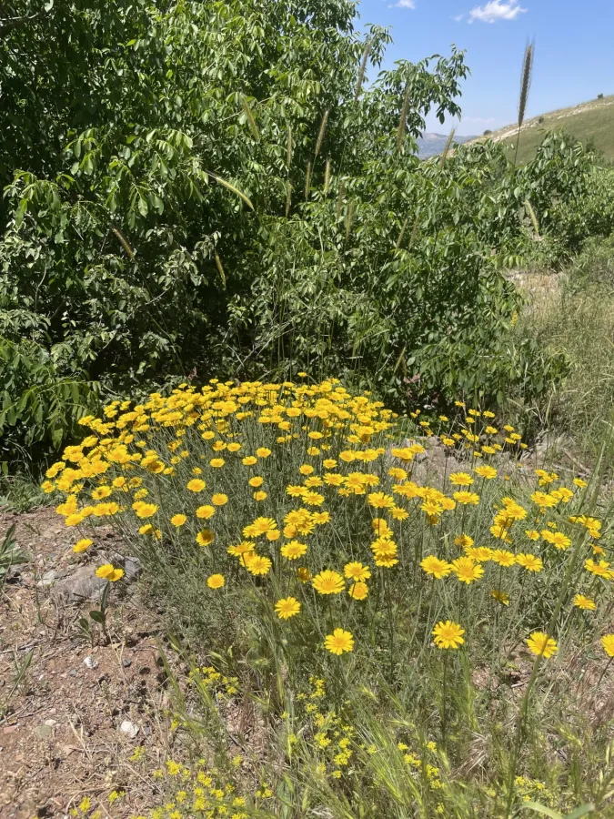 Cota tinctoria