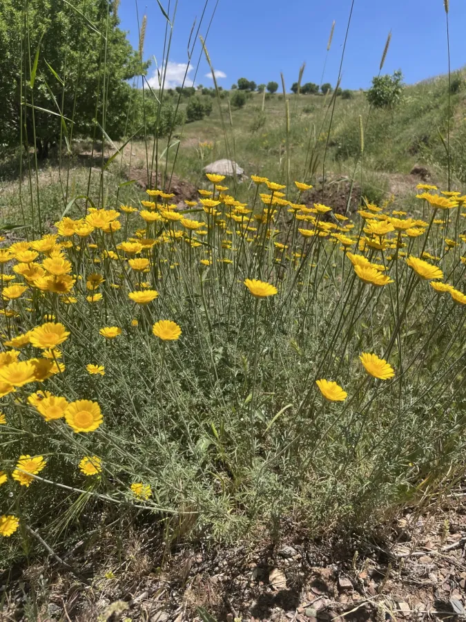 Cota tinctoria