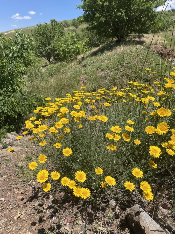 Cota tinctoria