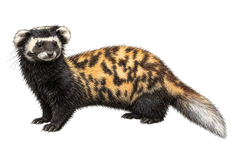 Marbled Polecat
