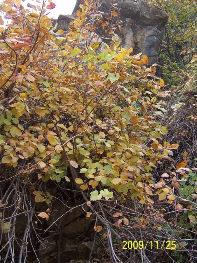 Cotinus coggygria