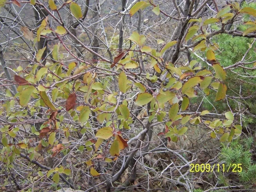 Cotinus coggygria