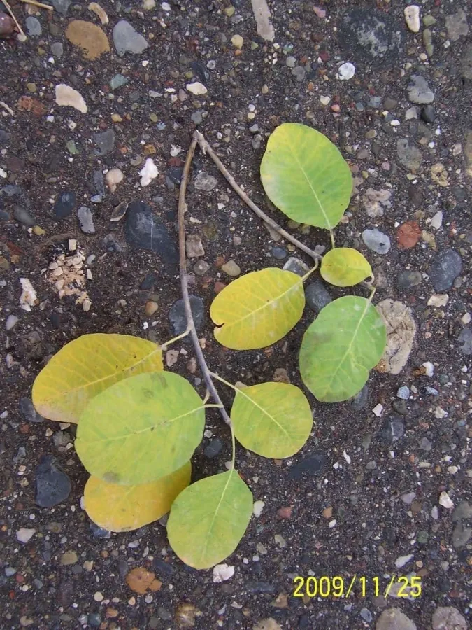 Cotinus coggygria