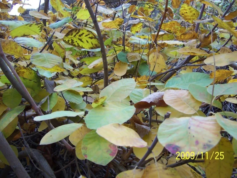 Cotinus coggygria