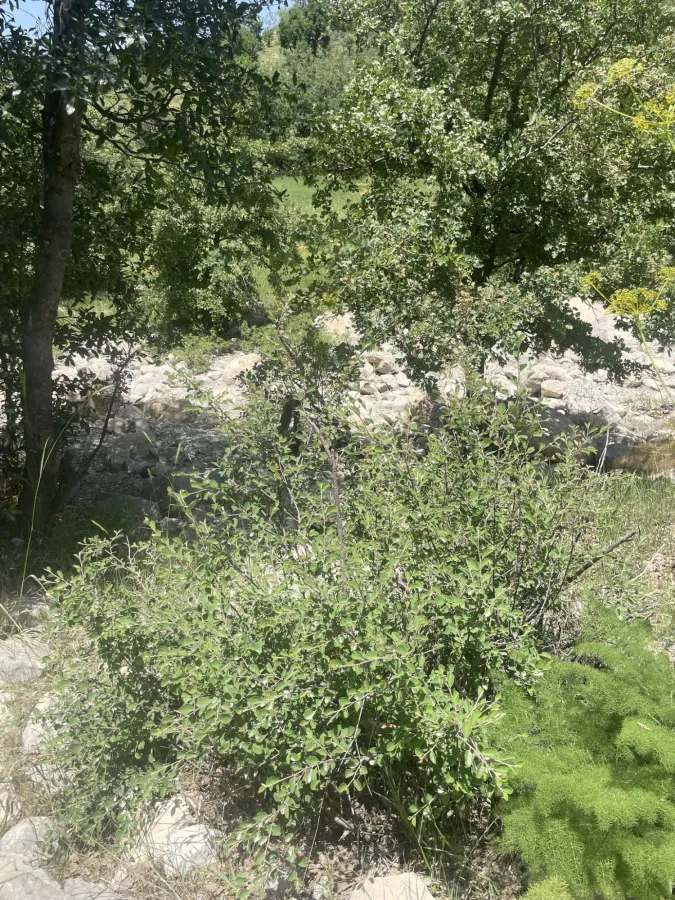 Cotoneaster nummularius