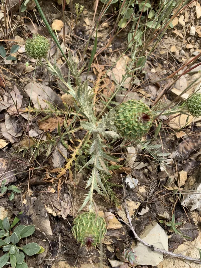 Cousinia azmarensis