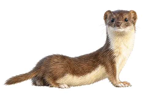 Least Weasel