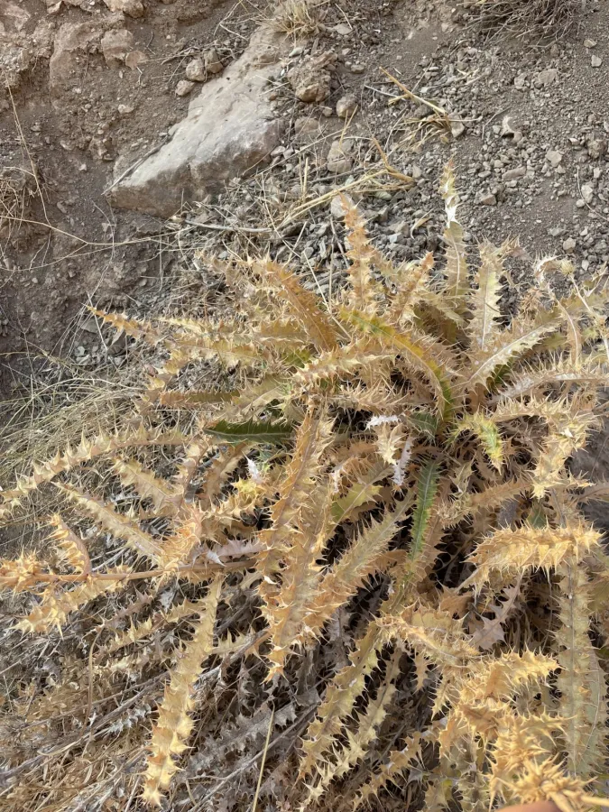 Cousinia haussknechtii