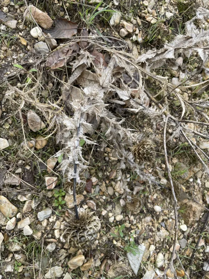Cousinia inflata