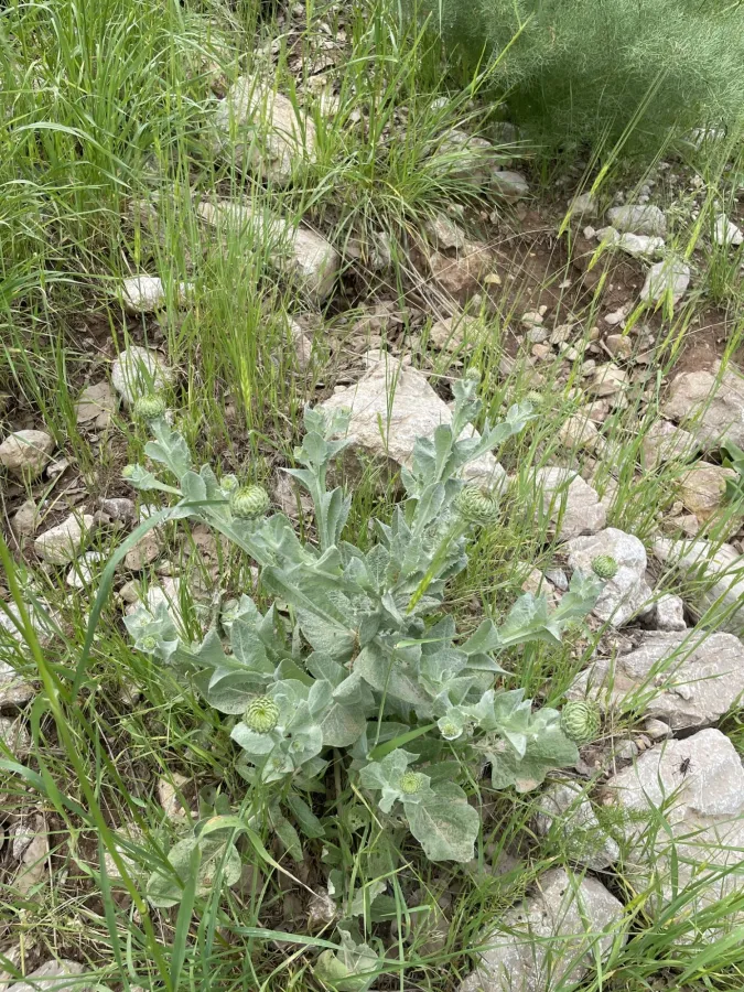 Cousinia inflata